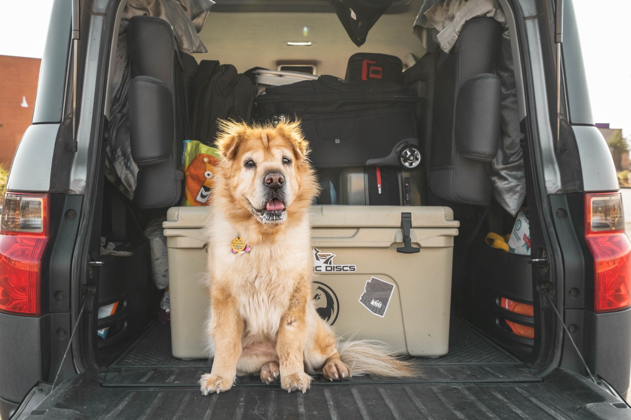 Image of Dog Sat in the Back of a Car