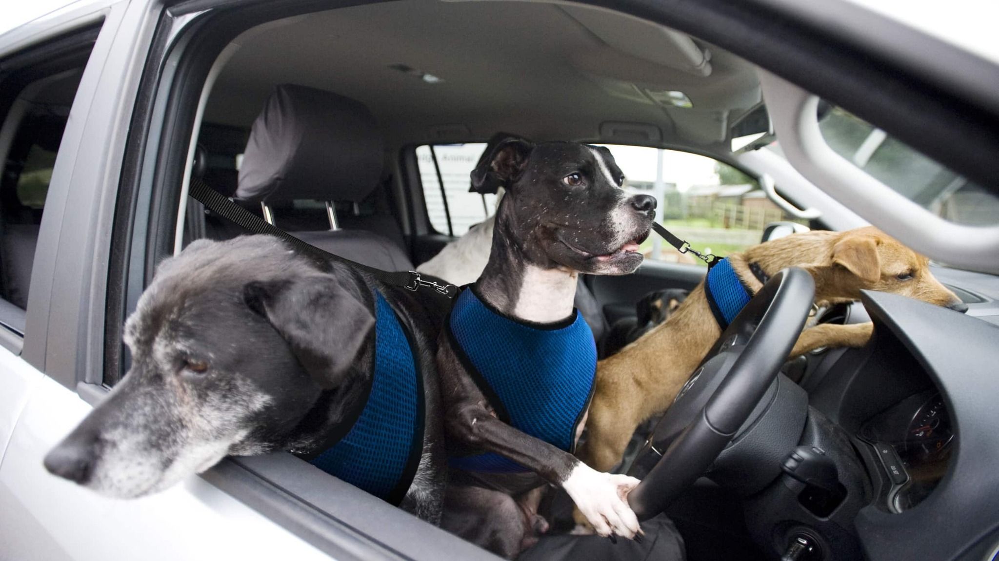 Three dogs sat in the front of a car