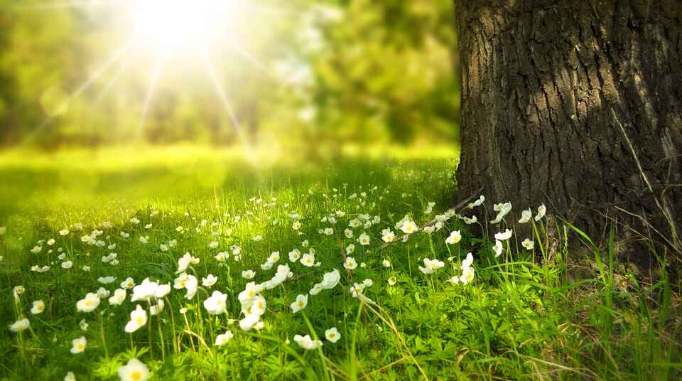 Forest Floor with Flowers