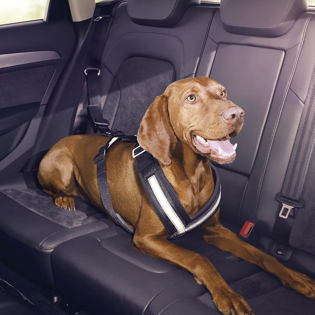 Dog in the Audi dog harness in the back seats