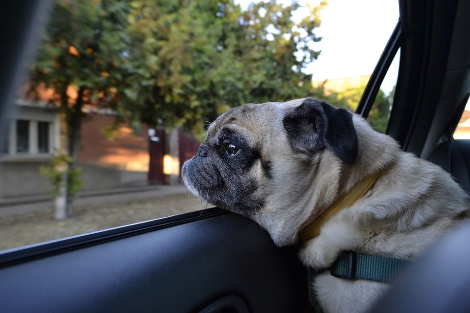 Close up of pug hanging out of a window